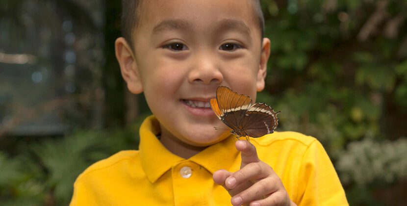 Celebran la primavera con “Butterfly Jungle”