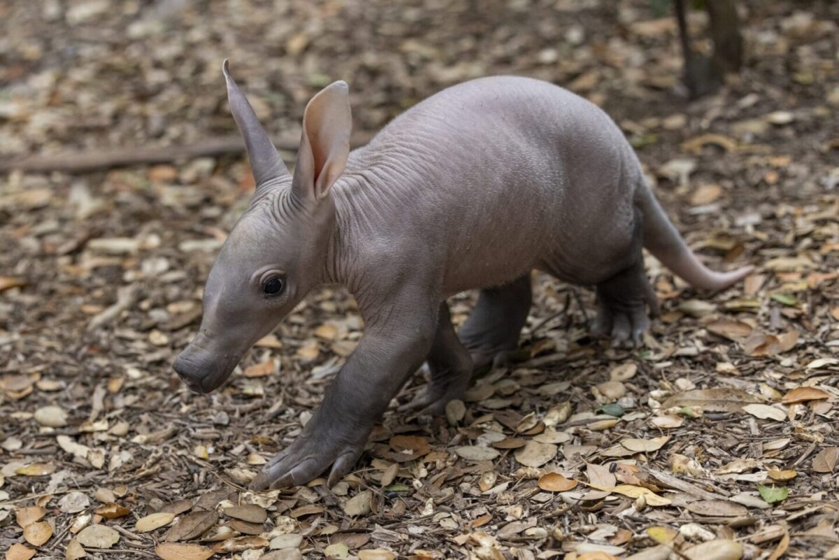 San Diego Zoo da la bienvenida a ‘Cachorra de Cerdo Hormiguero’