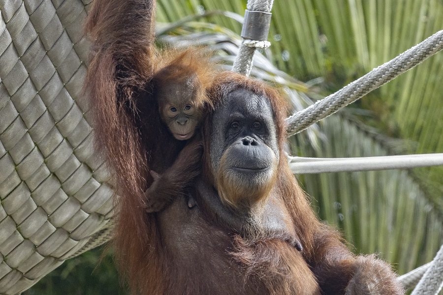 Festejaron el día del orangután, a Indah (mamá) y Kaja (bebé).