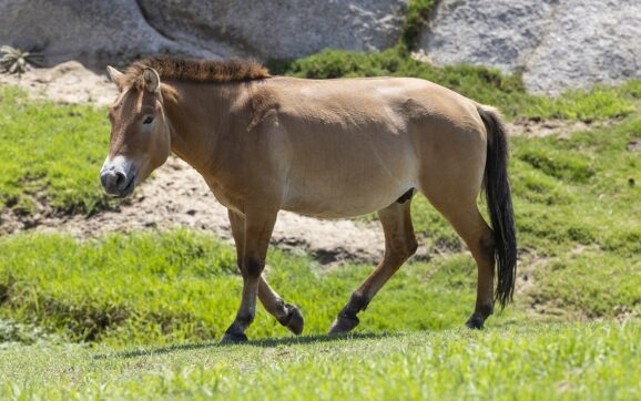 El primer caballo clonado de Przewalski, habita en San Diego Zoo Safari Park.