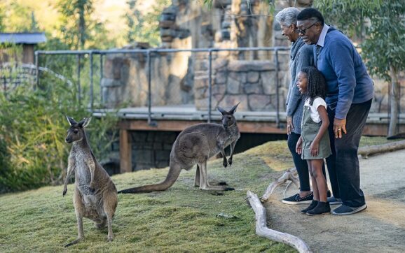 “San Diego Zoo Safari Park” recibirá gratis a personas mayores en febrero de 2023.