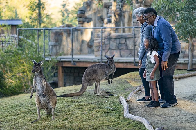 “San Diego Zoo Safari Park” recibirá gratis a personas mayores en febrero de 2023.