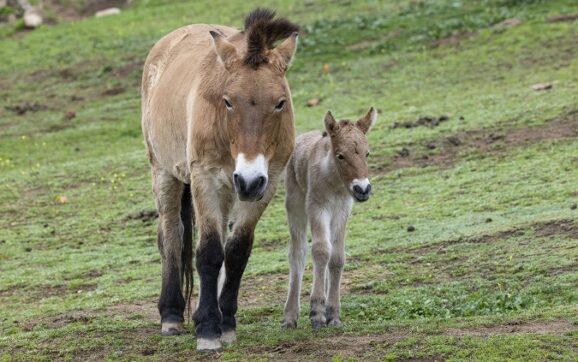 ‘San Diego Zoo Safari Park’, anunció el nacimiento de el potro de caballo de Przewalski