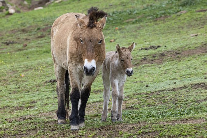 ‘San Diego Zoo Safari Park’, anunció el nacimiento de el potro de caballo de Przewalski