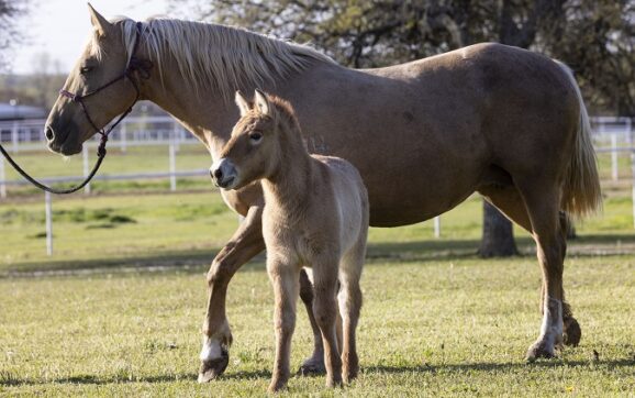 Nace de una clonación, el segundo potro de caballo de Przewalski en peligro de extinción.