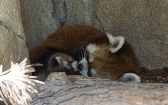 El primer ‘Panda Rojo’ que nace en el San Diego Zoo