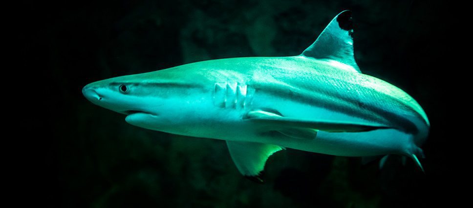 SeaWorld comprometido con la conservación de los tiburones