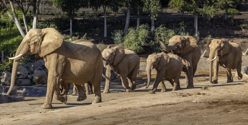 San Diego Zoo Safari Park anunció “Elephant Valley”