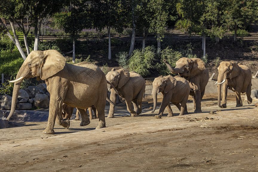 San Diego Zoo Safari Park anunció “Elephant Valley”