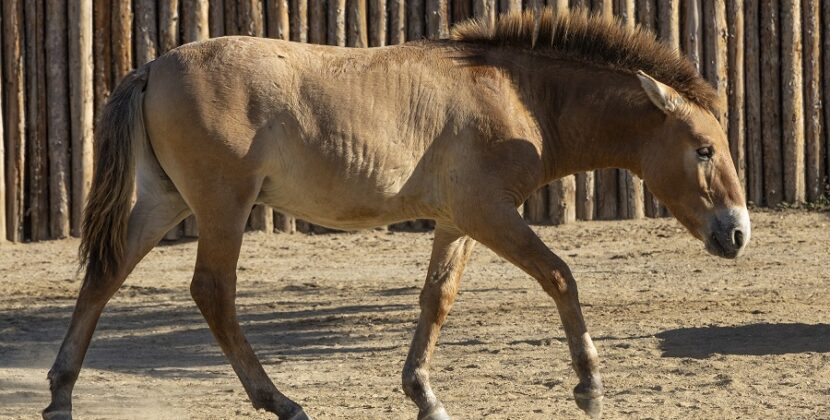 El segundo caballo de Przewalski es clonado con éxito