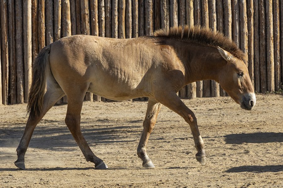 El segundo caballo de Przewalski es clonado con éxito