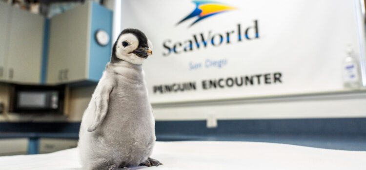 Pingüino Emperador nace en SeaWorld San Diego
