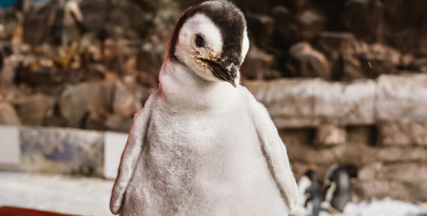 Nombran “Pearl” a polluelo emperador de SeaWorld 