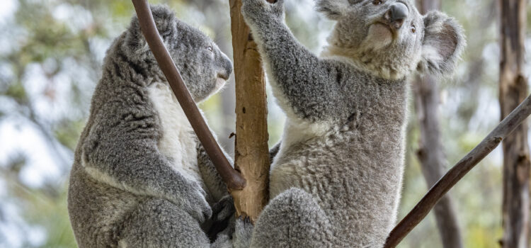 San Diego Zoo Wildlife Alliance se asocia con “Conserve” de Illumina 