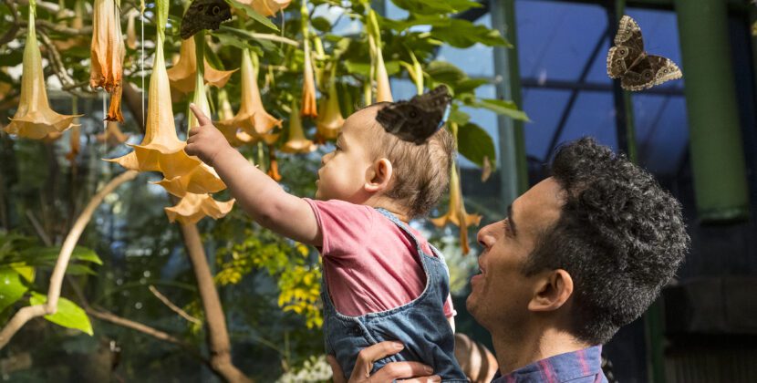 Safari Park celebra la primavera con “Butterfly Jungle”