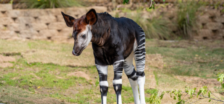 Nace cría de Okapi en el Safari Park