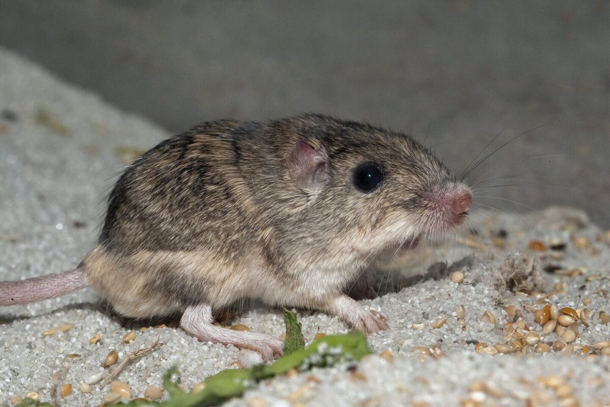 SDZW reintroduce ratones en peligro de extinción