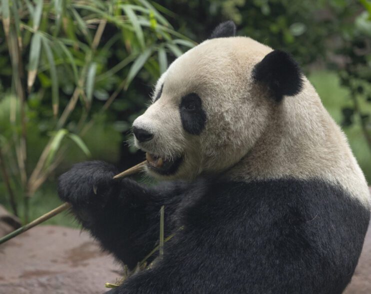 Exitoso recibimiento a Yun Chuan y Xin Bao en San Diego Zoo
