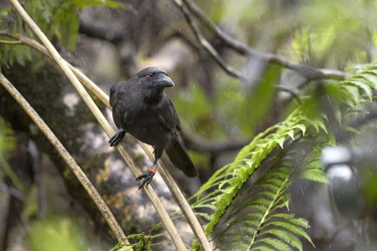 Aves de ‘Alalā fueron liberadas en Maui