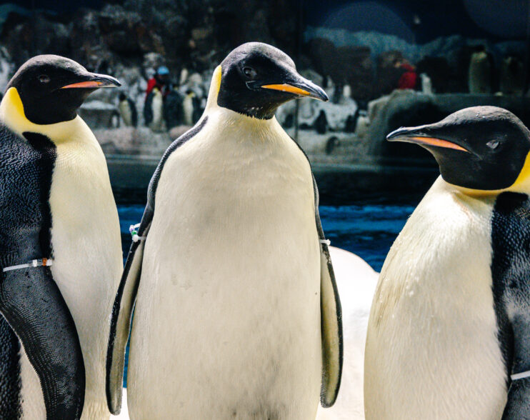 SeaWorld San Diego celebra el Día de Concientización sobre Pingüinos