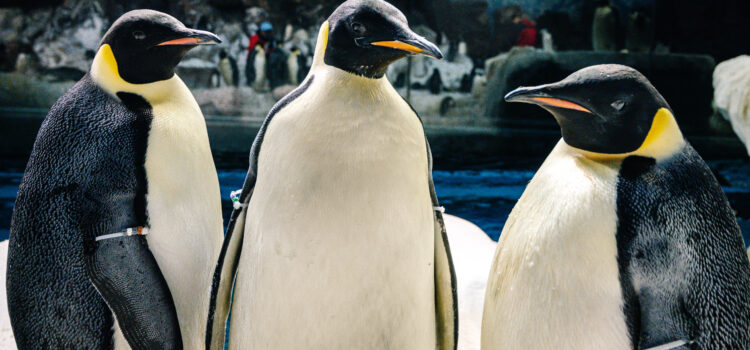SeaWorld San Diego celebra el Día de Concientización sobre Pingüinos