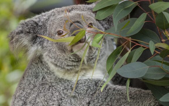 El zoológico de San Diego da la bienvenida a koala hembra