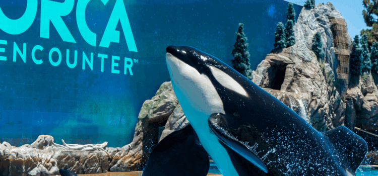 SeaWorld San Diego presenta a Orca Encounter